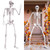 7.9FT Halloween Giant Oversized Human Skeleton, Tall Outdoor Skeleton