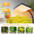 FECiDA Bonsai Grow Light, Table Grow Lights for Indoor Plants Collection