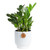 Costa Farms ZZ Plant, Live Indoor Plant, Air Purifying, Easy Care