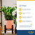 Costa Farms ZZ Plant, Live Indoor Plant, Air Purifying, Easy Care