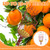 SISIUPASSIE 26FT Reach Fruit Picker, Apple Picker Pole with Basket Telescoping Tool for Apple Lemon Orange Mango Avocado Fruit Tree Picking