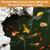 PACETAP 20 x 30 Ft Koi Pond Netting Kit, Heavy Duty Pond Netting Mesh Net Cover for Leaves, Protecting Koi Fish from Birds, Cats -Stakes Included