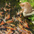 PACETAP 20 x 30 Ft Koi Pond Netting Kit, Heavy Duty Pond Netting Mesh Net Cover for Leaves, Protecting Koi Fish from Birds, Cats -Stakes Included