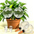 26oz Extra Large Plant Watering Globes, Self Watering Bulbs and Water Globes for Indoor Outdoor Potted Plants, Vacation Watering While Away 4-Pack