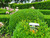 TOPBUXUS Boxwood Turbo Grow - Professional Boxwood Fertilizer - 10 lbs. for 1,000 sq. ft.