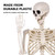 Daricano Halloween Skeletons Decorations - 5.4FT Life Size Posable Skeletons, Realistic Plastic Full Body Skeletons for Outdoor Yard Patio Lawn Garden Decor
