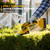 Pyrcruax Cordless Hedge Trimmer & Grass Shear for DeWALT 20V (Bare Tool)