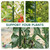 PROWORX 48 Inch 4 Ft Plant Support Garden Stakes for Outdoor Plants, 25 PCS
