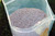 Creeping Red Fine Fescue Seed by Eretz (5lb) - Choose Size! Willamette Valley Oregon Grown, No Fillers, No Weed or Other Crop Seeds, Premium Shade Grass Seed.
