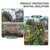2 Pack 86.7" H x 19.7" W Metal Garden Trellis for Climbing Plants Outdoor, Black Lattice Panel, Sturdy Plant Support for Roses, Vines, Cucumbers & Vegetables