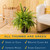 Costa Farms Boston Fern, Live Indoor Plant, Easy Care, Home Decor