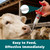 Fenbendazole 10% Oral Suspension Dewormer — Livestock Dewormer (Suitable for Goats, Cattle, Dairy Cows, Sheep, Horses, etc.) Helps Control Roundworms, Hookworms, Whipworms, and Tapeworms 33.8 fl oz