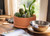 D'vine Dev Terracotta Shallow Planter Pot with Saucer, 12 in, 40-Y-C-0