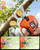 VOTREK® Effort-Saving Electric Pruning Shears, Power Cuts 1.6" Branches
