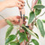 Treleaf Zella Grande Starter Kit – Wooden Extendable Plant Trellis for Indoor Climbing Houseplants – Modular Plant Support with 2 Bases + 2 Extensions - Moss Pole Alternative