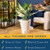 Costa Farms Chinese Evergreen, Live Indoor Plant, Easy Care, Home Decor