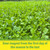 TNT Seed Company Brassica Overload Deer Food Plot Seed Mix, 1/2 Acre, Cold Hardy Annual Fall Blend, Tillage Radish, Purple Top Turnips, Kale, Rapeseed & Hybrid Brassica for Late Season Attraction