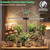 Grow Light for Indoor Plant, 6000K Full Spectrum Plant Lamp