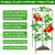 ZeeDix 6 Pack 60 Inch Heavy Duty Tomato Cages for Garden with Clips