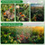 winemana 12 Set Plant Protectors from Animals, Plant Cages for Outdoor