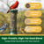 Happy Wings 10LB Songbird Blend Bird Food, Sunflower, Safflower, Peanuts