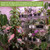 TineDew 6 inch self Watering Pot with Clear Nursery Pot Inside,White,6 Pack
