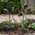 Venus Flytrap Garden Stake - 25inch Metal Outdoor Flowers Yard Art