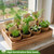 LUOJIBIE Indoor Herb Garden Kit, Complete Herb Starter Growing Kit with Seeds & Tools, Christmas Birthday Gifts for Women Men Mom Dad, House Warming New Home Kitchen Gifts for Girls Boys Plant Lovers
