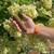 SimplyGro Fertilizer Spikes for Evergreen Trees & Shrubs (24 Spikes - 6.0 Lbs)