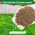 Winter Rye Seeds 5lbs Cover Crop Seeds Annual Secale Cereale to Plant