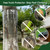 FULAIERGD 157" x 15.7" Iguana Tree Wrap Tree Trunk Protector Guard