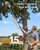 TaskStar 2-in-1 Pole Saw for Tree Trimming, 8-Inch Cordless Brushless Chainsaw with Adjustable Extension Pole, 2×4.0Ah Rechargeable Batteries & Charger, Auto Oiling, 15 Ft Max Reach