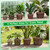FUIJOL 6/8/10/12 Inch 16 Pack Large Clear Nursery Pots with Drainage