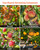 AgiiMan 18 Reach Fruit Picker with Telescopic Extension Pole, 3 to 12 FT Fruit Picker Pole Lightweight and Sturdy Aluminum Telescopic Pole, Easy to Assemble Fruit Picking Basket