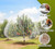 KYRGEU 2Pcs 10X10ft Fruit Tree Netting Covers for Birds and Squirrels –Bird Nets for Fruit Trees with Zipper and Drawstring, Extra Large Durable Mesh Garden Netting to Protect Fruit Trees