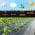 Shade&Beyond 4ftx300ft Weed Barrier Fabric, 3.2oz Heavy Duty Permeable Landscape Fabric, Woven UV Resistant Ground Cover with Staples for Gardens/Yards/Landscaping
