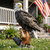 Euiroet 13.2" Real Eagle Outdoor Sculpture,Funny Bird Statue,Garden Beach Statue Decorations,Resin Animal Seabird Ornaments,Coastal Beach Decor,Patio Decor for Table Statues for Garden,Lawn,Yard
