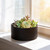 D'vine Dev 10 in Shallow Round Succulent Planter, Black, 76-Z-B-2