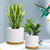 DGJDLWHX Large Plant Pots Set of 3 – 8", 9", 10" Indoor Flower Pots with Drainage Holes and Saucers, Big Planters for Monstera, Fiddle Leaf Fig, Snake Plant – 5 Colors