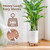 Bamworld Plant Caddy 14 Inch Wood Dolly with Wheels 2 Pack