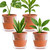 D'vine Dev Self Watering Terracotta Planter Pot, 4 in, 4-Pack, 37-Z-A-1-F