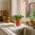 D'vine Dev Self Watering Terracotta Planter Pot, 4 in, 4-Pack, 37-Z-A-1-F