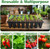 RooTrimmer 10 Pack 1020 Trays No Holes and 10 Pack 4.3" Deep 32 Cell Seed Starter Trays, 20" x 10" - Heavy Duty Plastic Nursery Flats for Seed Germination & Plant Propagation (10 Sets)