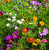 Bentley Seed Co. Thank You Packet - Pollinator Flower Mix - 25 Seed Packets - Perfect Eco-Friendly Thank You Gift - Non GMO Seeds, Green