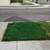 NightShift Dark:30 Perennial Ryegrass Grass Seed (Super Dark Grass Seed) (25 lbs)