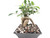 Bonsai Soil by The Bonsai Supply – 20qts. Professional Bonsai Soil Mix | Ready to use| Great for All Bonsai Tree Varieties.