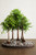 Bonsai Soil by The Bonsai Supply – 20qts. Professional Bonsai Soil Mix | Ready to use| Great for All Bonsai Tree Varieties.