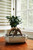 Bonsai Soil by The Bonsai Supply – 20qts. Professional Bonsai Soil Mix | Ready to use| Great for All Bonsai Tree Varieties.
