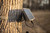 Moultrie Solar Power Pack II - 2-Pack, 3.4W, for Edge Series Cameras