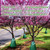 Tanzfrosch 10 PCS 20 Gallon Tree Watering Bags Reusable Heavy Duty Slow Release Tree Irrigation System for Trees, Premium PVC Tree Drip Irrigation Bags